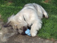 20140413 01  At his Kong an almost impossible challenge for him