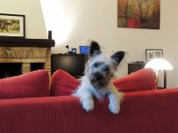 20140513 01  He likes to lean here and watch me in the kitchen