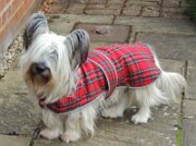 20150203 01  New winter coat in the new Reeves tartan