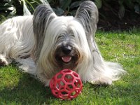 20160402 91  With his favourite tugging toy