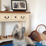 20240801 152221671  Guarding his toys Pignotto