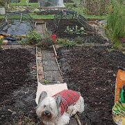 20241107 122018949  Supervising on the allotment