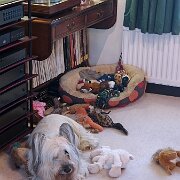 20241205 01  Guarding his toys Tryst