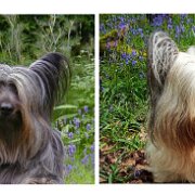 AFCombo1  Skye Combo