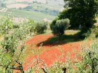 20090527 Pignotto 110