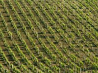 20070518 111  The vines across the valley