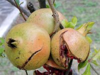 20131015 Pignotto 002