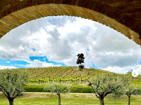 20240000  The Pignotto Tree'  from the cantina Valle dei Vignetti