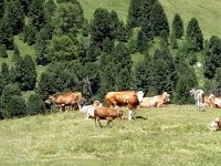 2 20260707 107  Passo Sella 2240m